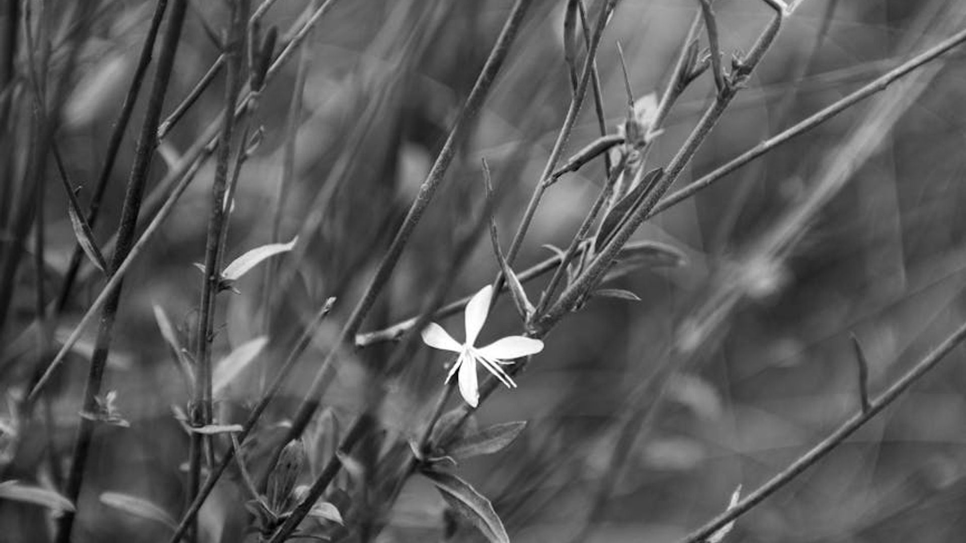 A serene, minimalist space with soft natural light, suggesting calmness and focus.